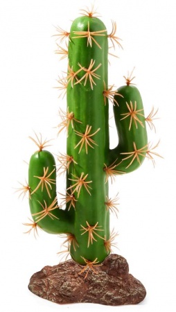 Laguna Растение Цереус в зоомагазине Лепшы Сябар